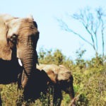 Thankful for Safe Havens for Elephants