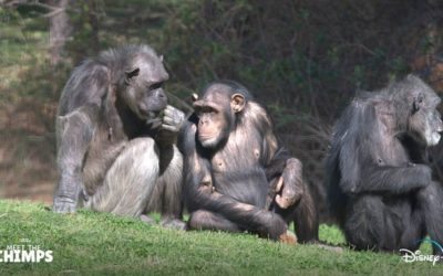 The Chimps are Coming to Disney!