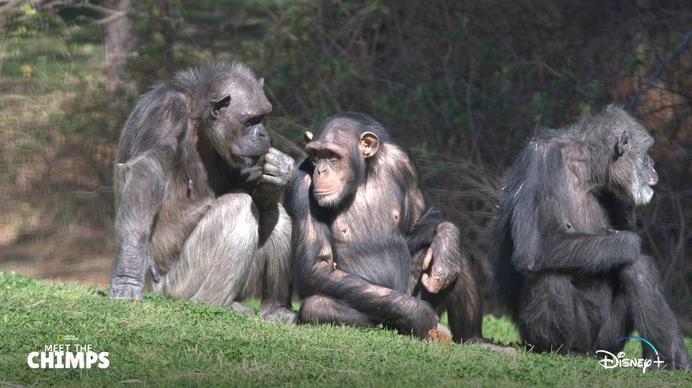 The Chimps are Coming to Disney!