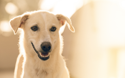 Clear the Shelters Event