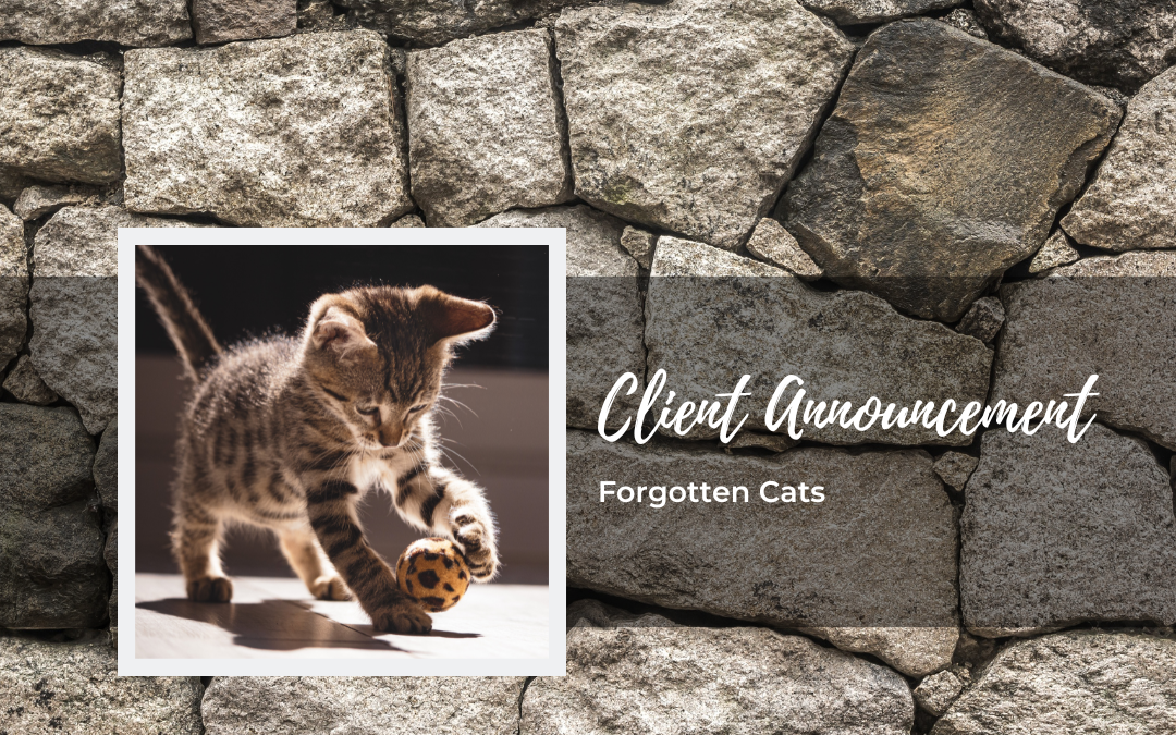 Welcome Forgotten Cats