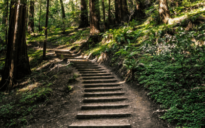 Leadership Priorities of High-Performing Organizations