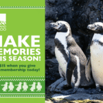 When Postcards Deliver (and When They Don’t)