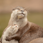 Long-Term Relationships: Membership Renewal