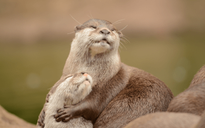 Long-Term Relationships: Membership Renewal