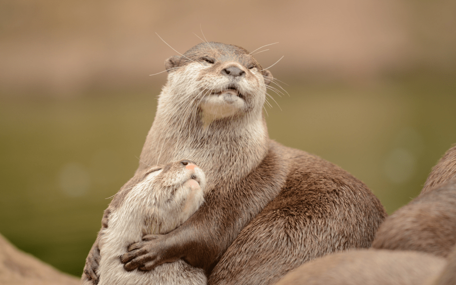 Long-Term Relationships: Membership Renewal
